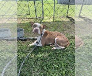 Mutt Dogs for adoption in Abbeville, LA, USA