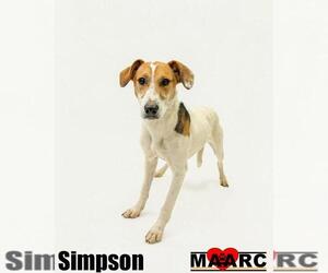 Unknown-Whippet Mix Dogs for adoption in Maryville, TN, USA