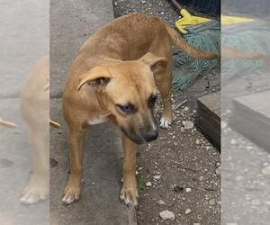 Boxer-Unknown Mix Dogs for adoption in San Antonio, TX, USA