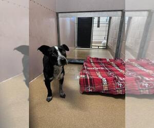 Australian Cattle Dog-Unknown Mix Dogs for adoption in Martinez, CA, USA