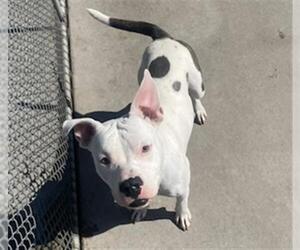 American Pit Bull Terrier Dogs for adoption in Denver, CO, USA