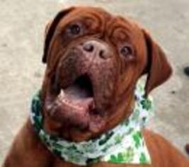 Dogue de Bordeaux Dogs for adoption in Raytown, MO, USA