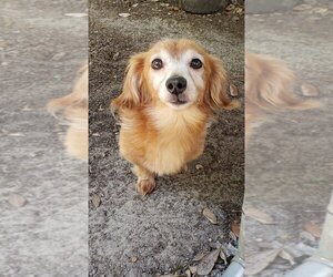 Dachshund Dogs for adoption in Bonifay , FL, USA