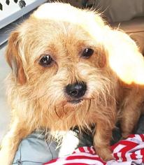 Cairn Terrier Dogs for adoption in Claremore, OK, USA