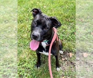 Mutt Dogs for adoption in Sacramento, CA, USA