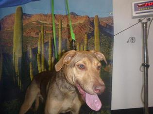 Doberman Pinscher Dogs for adoption in Henderson, NV, USA
