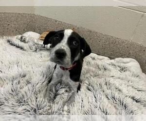 German Shorthaired Pointer Dogs for adoption in Brighton, CO, USA