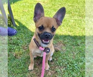 Chug Dogs for adoption in Long Beach, CA, USA