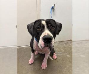 Boxer-Unknown Mix Dogs for adoption in Rosenberg, TX, USA