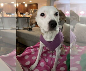 Great Pyrenees-Unknown Mix Dogs for adoption in Aurora, CO, USA