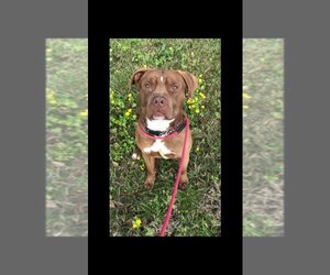 American Staffordshire Terrier-Unknown Mix Dogs for adoption in toms river, NJ, USA