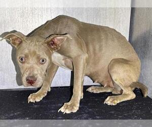 American Staffordshire Terrier-Unknown Mix Dogs for adoption in San Antonio, TX, USA