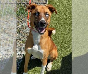 German Shepherd Dog-Unknown Mix Dogs for adoption in Fayetteville, NC, USA