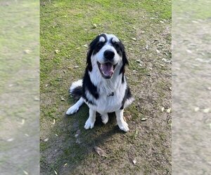 Great Bernese Dogs for adoption in Ojai, CA, USA