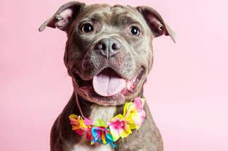 American Pit Bull Terrier Dogs for adoption in Lake Worth, FL, USA