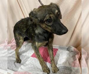 Chihuahua-German Shepherd Dog Mix Dogs for adoption in Modesto, CA, USA