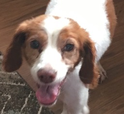 Brittany Dogs for adoption in bloomington, IL, USA