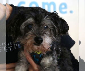 Mutt Dogs for adoption in San Jose, CA, USA