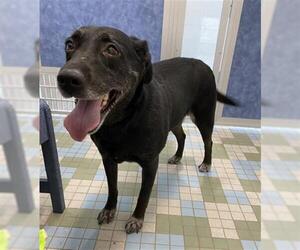 Labrador Retriever Dogs for adoption in Fort Collins, CO, USA