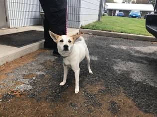 Shiba Inu Dogs for adoption in Beckley, WV, USA