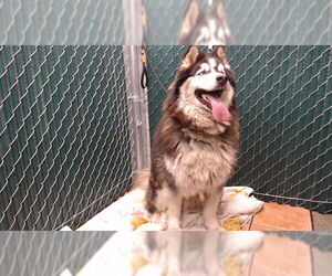 Siberian Husky Dogs for adoption in Downey, CA, USA