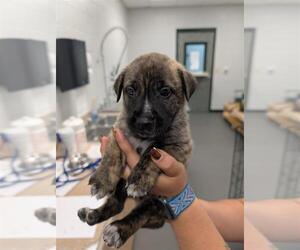 German Shepherd Dog-Unknown Mix Dogs for adoption in Corpus Christi, TX, USA
