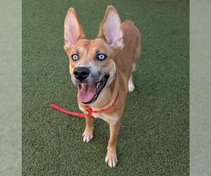 Carolina Dog-Unknown Mix Dogs for adoption in San Martin, CA, USA