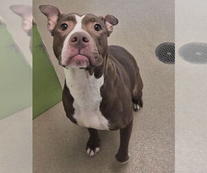 Mutt Dogs for adoption in Decatur, IL, USA