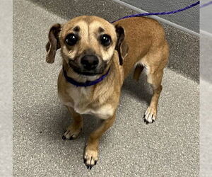 Chihuahua-Unknown Mix Dogs for adoption in Las Vegas, NV, USA