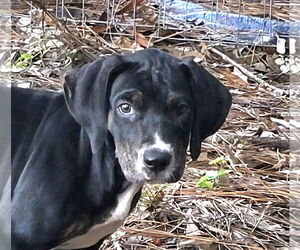 Mutt Dogs for adoption in Royal Palm Beach, FL, USA