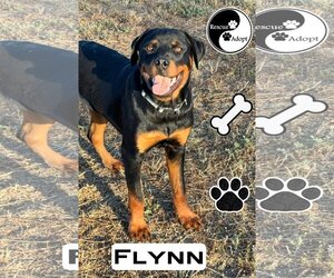 Rottweiler Dogs for adoption in Riverside, CA, USA