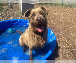 Chesapeake Bay Retriever-Unknown Mix Dogs for adoption in McKinleyville, CA, USA