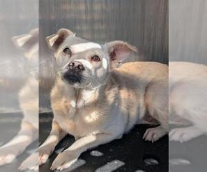 Chihuahua-Unknown Mix Dogs for adoption in San Antonio, TX, USA