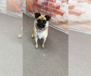 Pug-Unknown Mix Dogs for adoption in San Bernardino, CA, USA