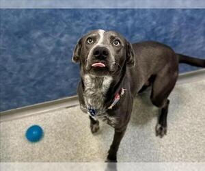 Labrador Retriever-Unknown Mix Dogs for adoption in Fort Collins, CO, USA