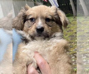 Collie-Unknown Mix Dogs for adoption in New York, NY, USA