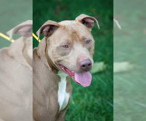 American Pit Bull Terrier Dogs for adoption in Johnson City, TN, USA