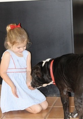 American Boston Bull Terrier Dogs for adoption in Melbourne, FL, USA