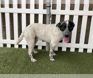 Border Collie-Unknown Mix Dogs for adoption in Modesto, CA, USA