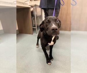 Mutt Dogs for adoption in Baytown, TX, USA