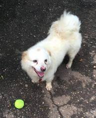 Medium Photo #1 American Eskimo Dog Puppy For Sale in Randallstown, MD, USA