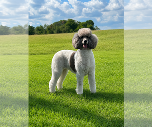 Poodle (Standard) Dogs for adoption in Pacolet, SC, USA