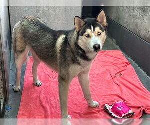 Siberian Husky Dogs for adoption in Pasadena, CA, USA