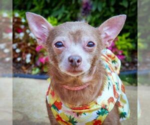 Chihuahua Dogs for adoption in Helena, AL, USA