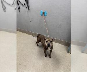 American Staffordshire Terrier-Unknown Mix Dogs for adoption in Las Vegas, NV, USA