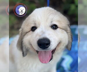 Great Pyrenees Dogs for adoption in Spring, TX, USA