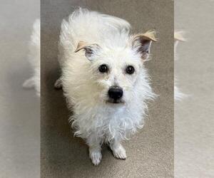 Parson Russell Terrier-Poodle (Miniature) Mix Dogs for adoption in Sacramento, CA, USA