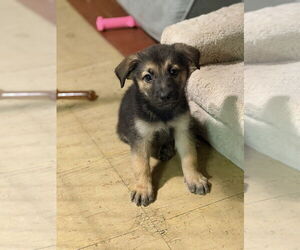 Mutt Dogs for adoption in Springdale, PA, USA