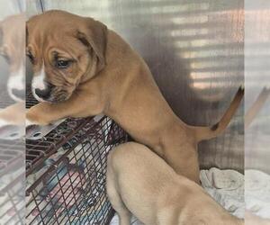 Boxer-Unknown Mix Dogs for adoption in San Antonio, TX, USA