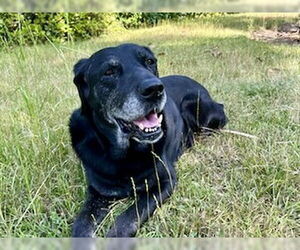Labrador Retriever Dogs for adoption in Pasadena, CA, USA